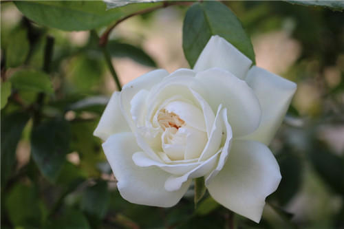 聊聊醫(yī)療器械臨床評(píng)價(jià)！同品種途徑臨床評(píng)價(jià)的重難點(diǎn)分析(圖4)